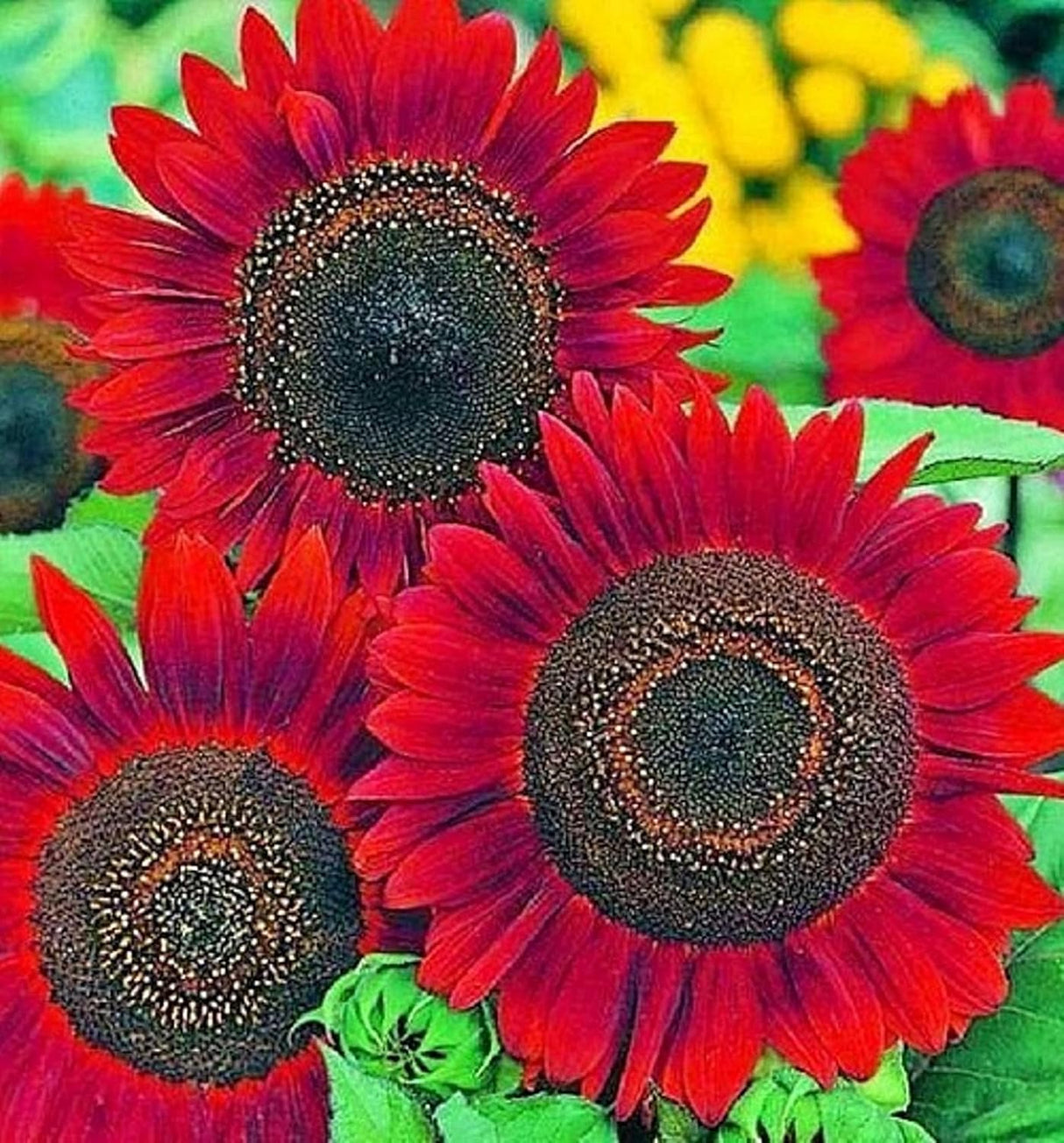Semillas de Girasol Velvet Queen RattleFree | Heirloom | 50 Unidades