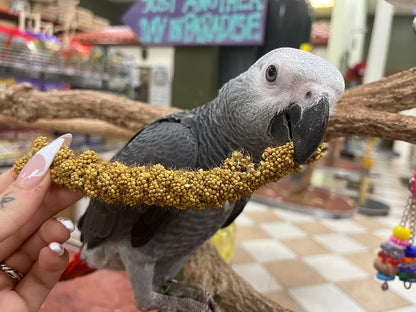 Mijo especial sin tallos solo tapas comestibles para pajaros