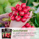 Semillas de Rábano Champion - Survival Garden Seeds - No-GMO