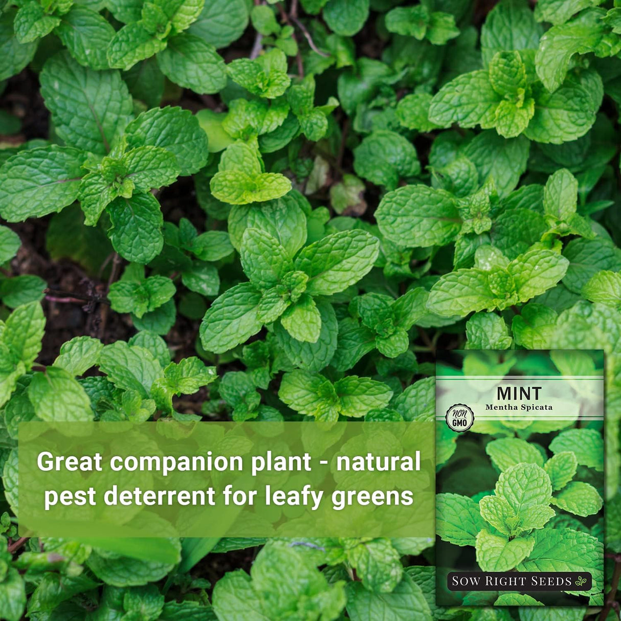 Semillas de Menta - Sow Right Seeds - No GMO, Herencia, 1 paquete
