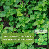Semillas de Menta - Sow Right Seeds - No GMO, Herencia, 1 paquete