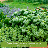 Colección de Semillas de Hierbas - Sow Right Seeds - 5 Paquetes