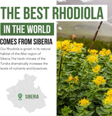 Suplemento Rhodiola siberiana  rosa de máxima fuerza  60 un