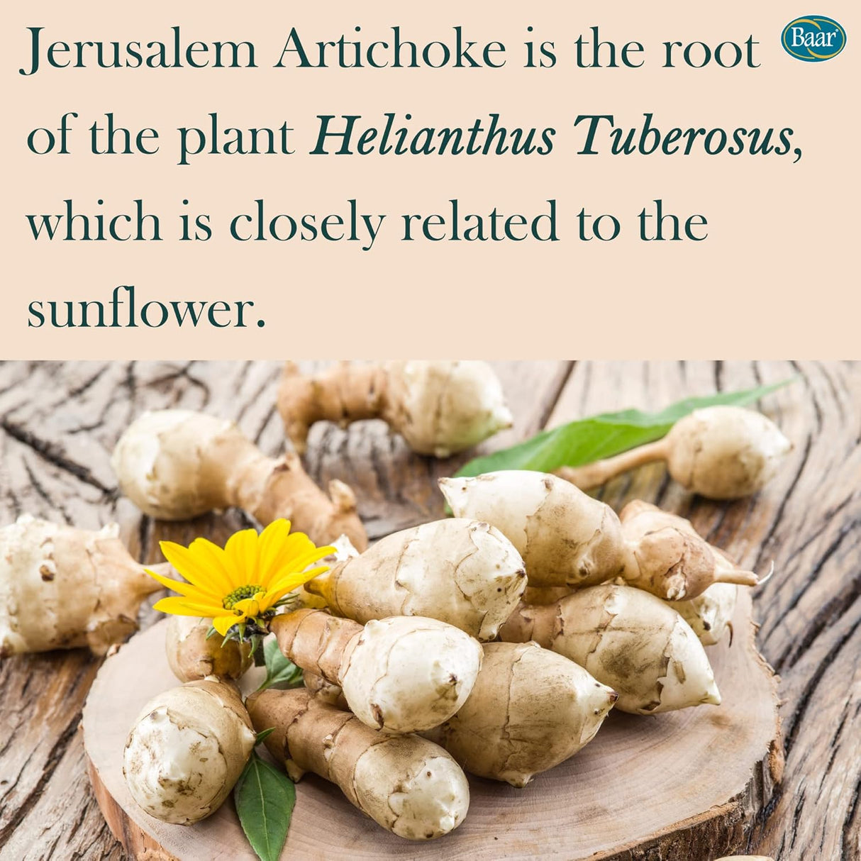 Suplementos Alimenticios Orgánica Jerusalén Alcachofa