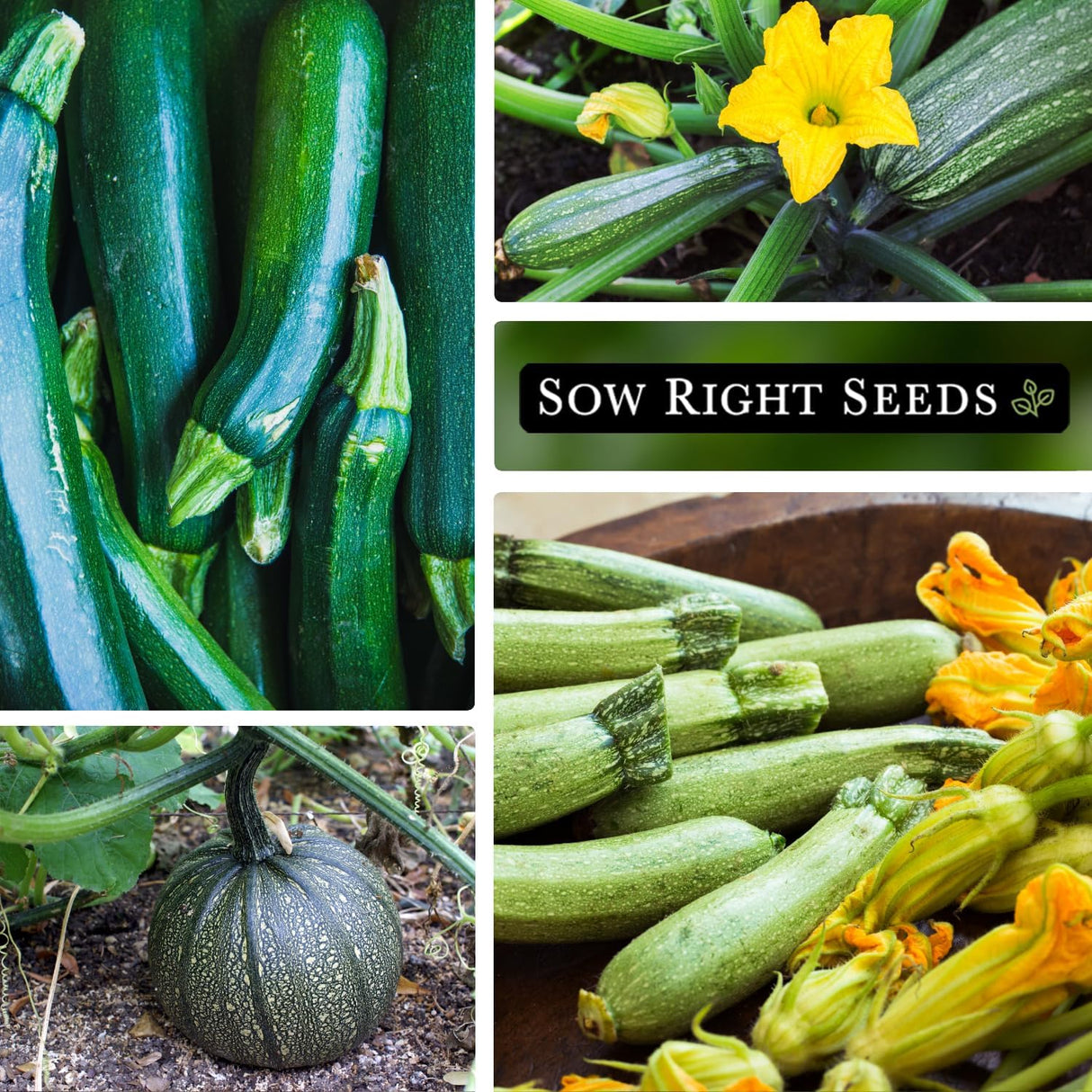 Colección de Semillas de Calabacín - Sow Right Seeds - Heirloom