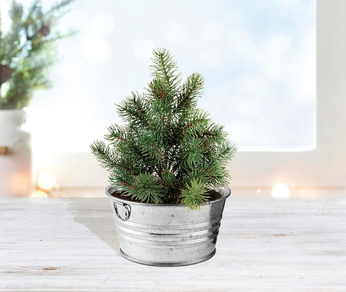Mini Kit de Crecimiento de Árbol de Navidad BUZZY, Garantizado