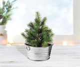 Mini Kit de Crecimiento de Árbol de Navidad BUZZY, Garantizado