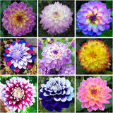 300+ Semillas de Dalia Pompon - Raras y Anuales