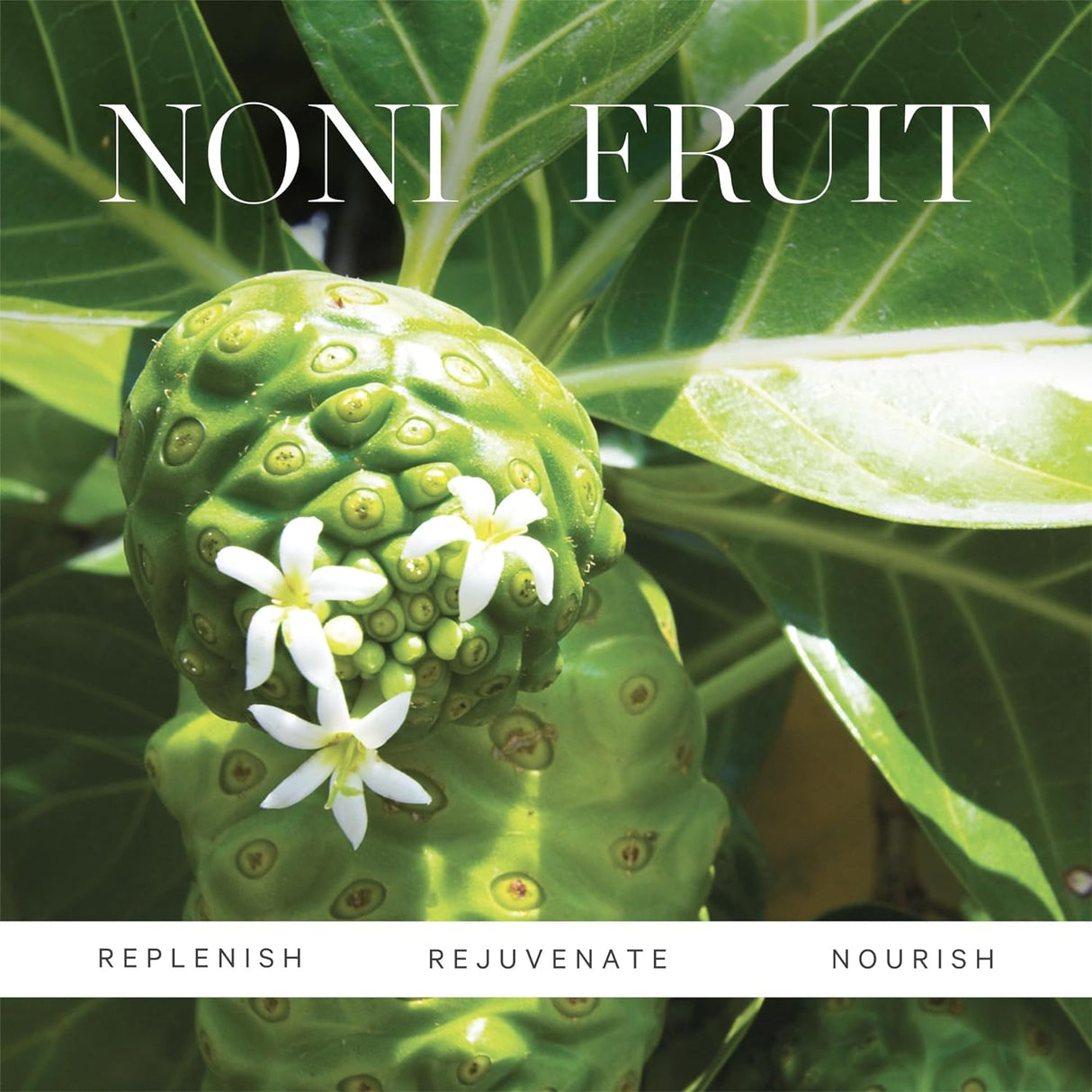 Aceite Facial Hidratante Noni Glow - Antioxidante, Orgánico