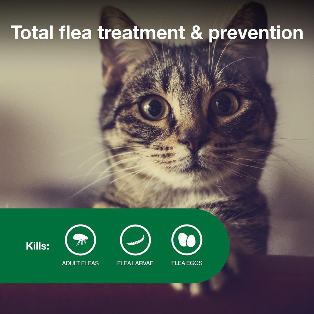 Tratamiento y prevención de pulgas para gatos pequeños