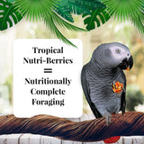 LAFEBER&#39;S Tropical Fruit Nutri-Berries Alimento 3 libras