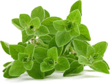 Semillas de Orégano Griego, Heirloom, No GMO, Origanum vulgare