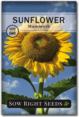Semillas de Girasol Mammoth - Sow Right Seeds - No GMO (1)