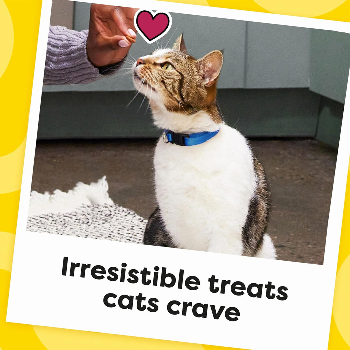 Bocadillos crujientes y suaves para gato, sabor camarón
