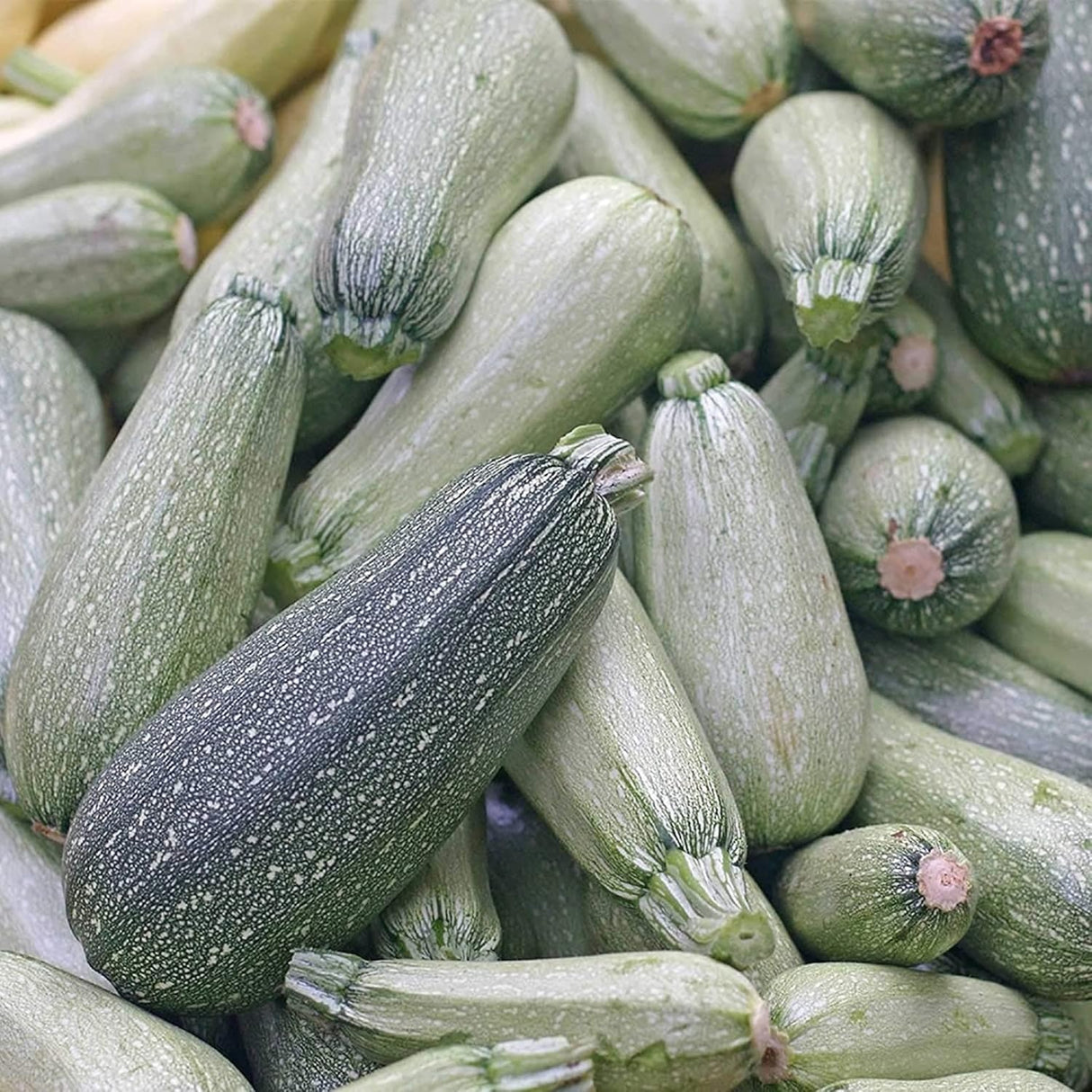 Semillas de Calabacín, No GMO, Heirloom, 25 Semillas