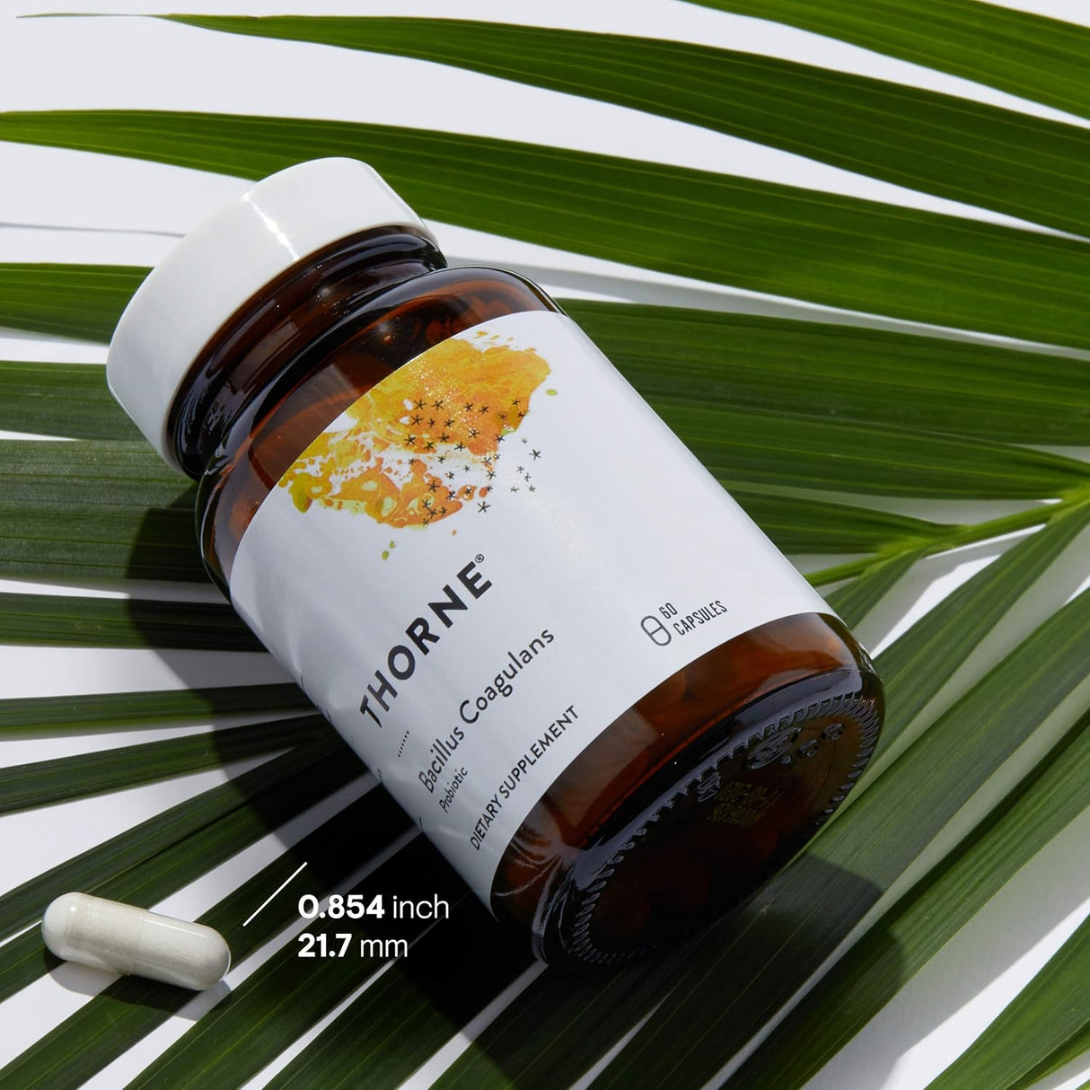 Suplementos Thorne Bacillus Coagulans Probiótico 60 cápsulas