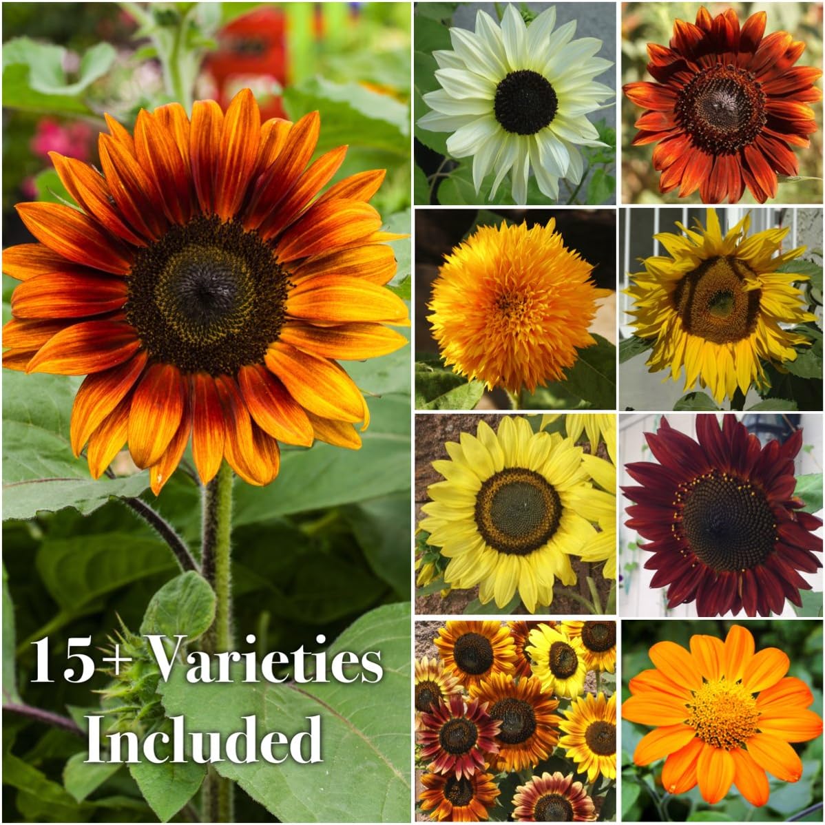 Mezcla Especial de Semillas de Girasol, 15+ Variedades