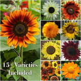 Mezcla Especial de Semillas de Girasol, 15+ Variedades