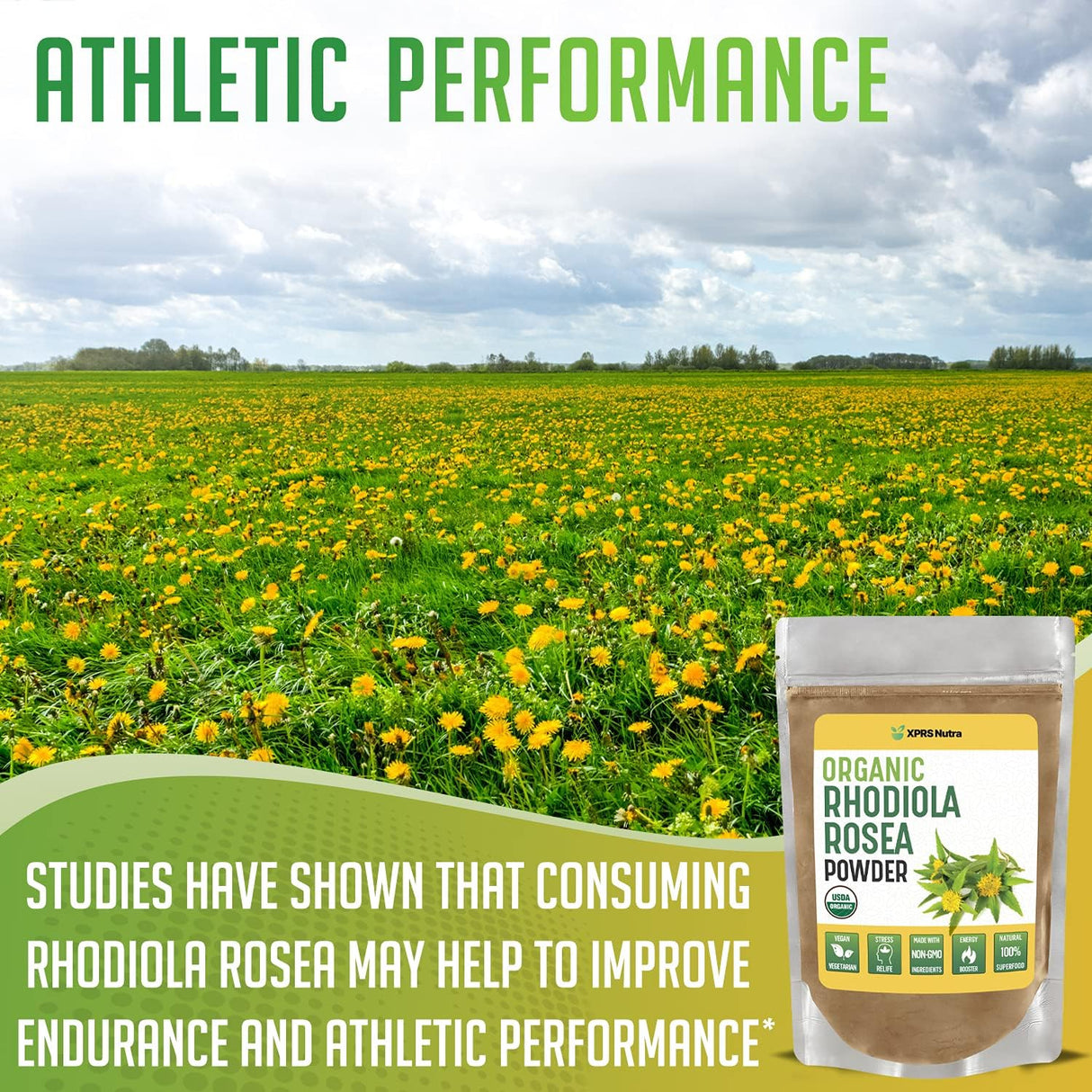 Suplementos  Polvo orgánico de Rhodiola Rosea potenciador