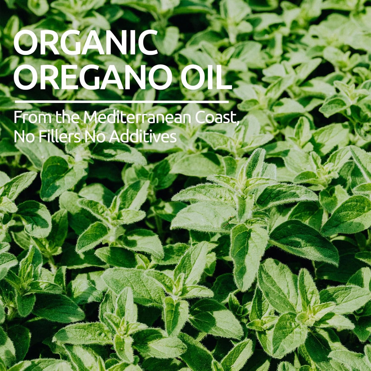 Aceite Orgánico de Orégano con Semilla Negra, 2 Fl Oz + 2 Fl Oz