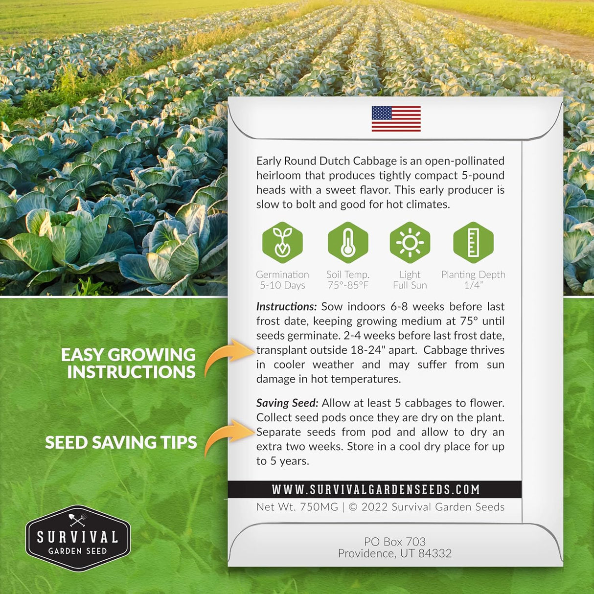Semillas de Repollo Dutch - Survival Garden - No GMO, Heirloom