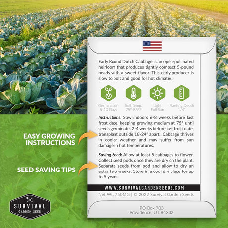 Semillas de Repollo Dutch - Survival Garden - No GMO, Heirloom