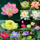 160 Semillas de Loto para Cultivar Jardín y Estanques