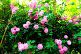 100 Pcs Semillas de Rosa Trepadora Fragante - Rosa Climber