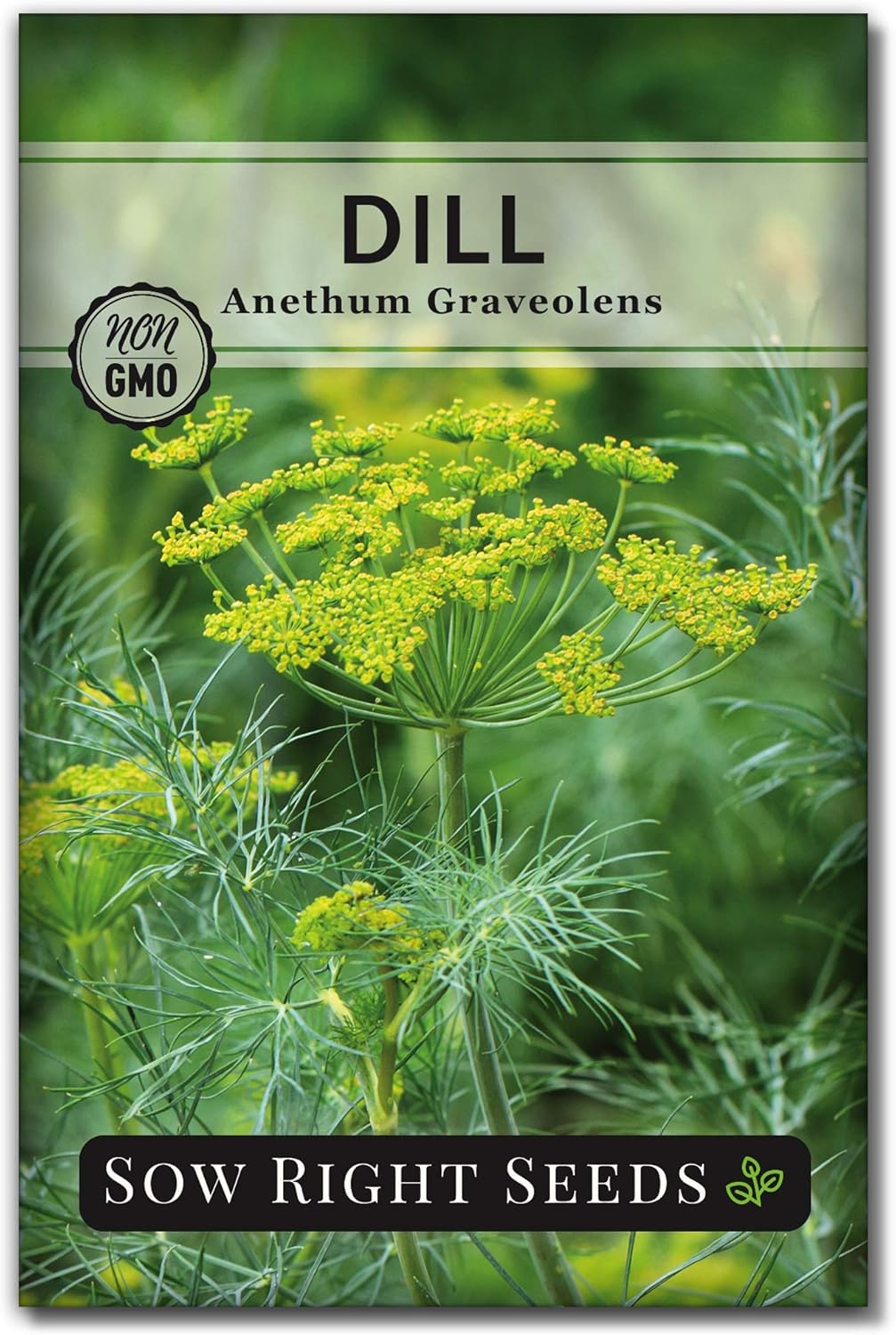 Colección de 5 Semillas de Hierbas - Sow Right Seeds
