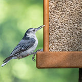 Alimento para aves Morning Song, semillas de girasol sin desechos 5.5 lb
