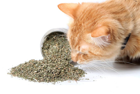 mezcla premium segura para gatos