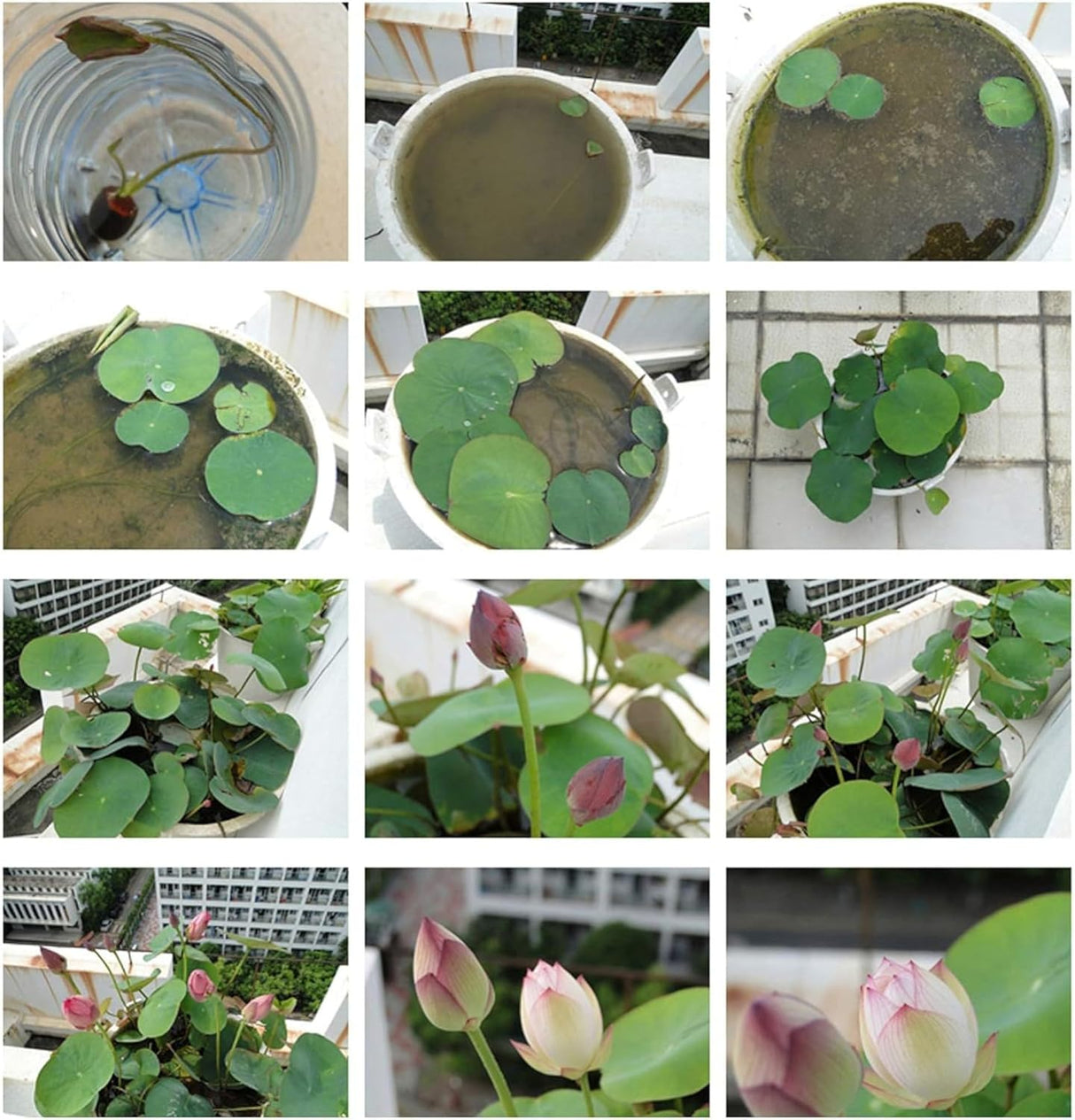 10pcs Semillas de Loto para Plantar - Acuáticas, No GMO