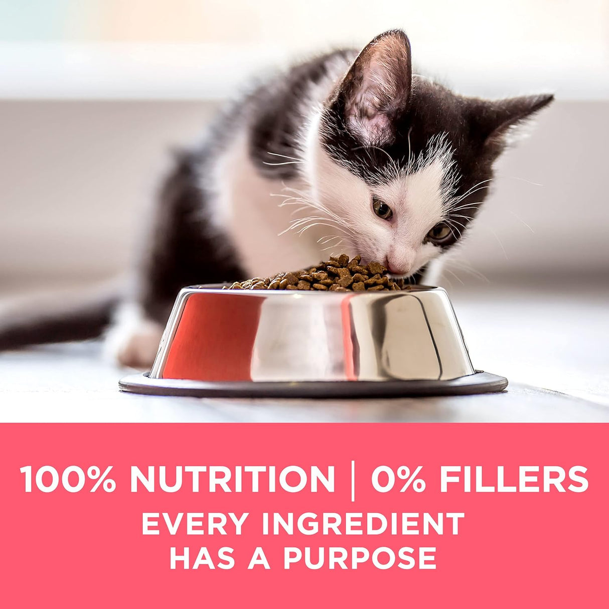 Alimento seco natural para gatitos fórmula saludable