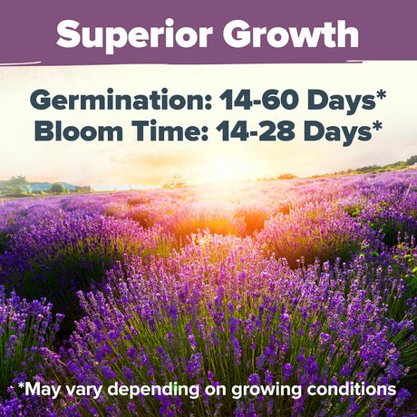 Semillas de Lavanda Premium HOME GROWN, 3000 No GMO, USA