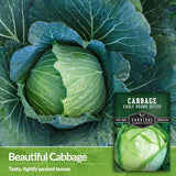Semillas de Repollo Dutch - Survival Garden - No GMO, Heirloom