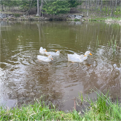 Alimento para aves acuáticas para pato, cisne y ganso