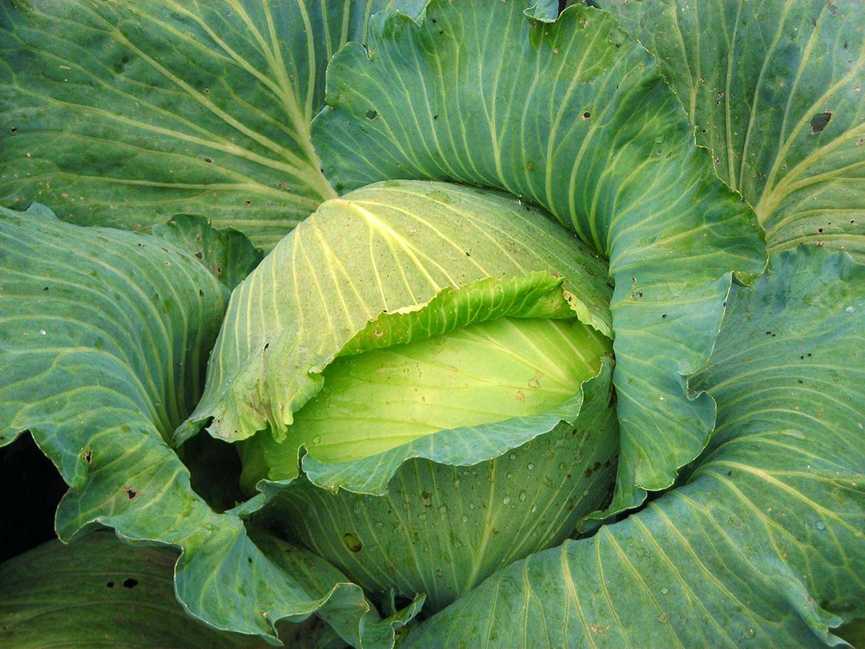 Semillas de Repollo Late Flat Dutch, Isla's Garden, Heirloom