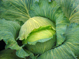 Semillas de Repollo Late Flat Dutch, Isla's Garden, Heirloom