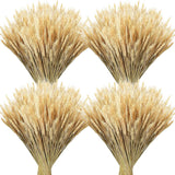 Geosar Espigas de Trigo Secas 600 Stems 17 Pulgadas