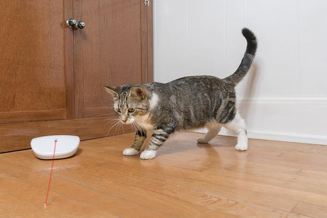 divertido juego de luz láser para gatos