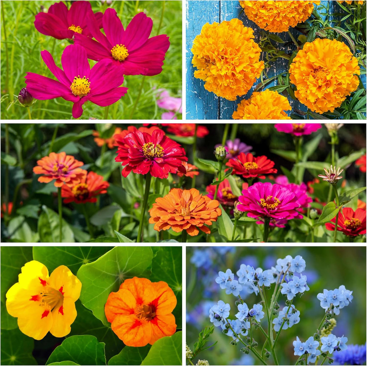 Semillas de Flores para Colibríes y Mariposas, Seed Needs