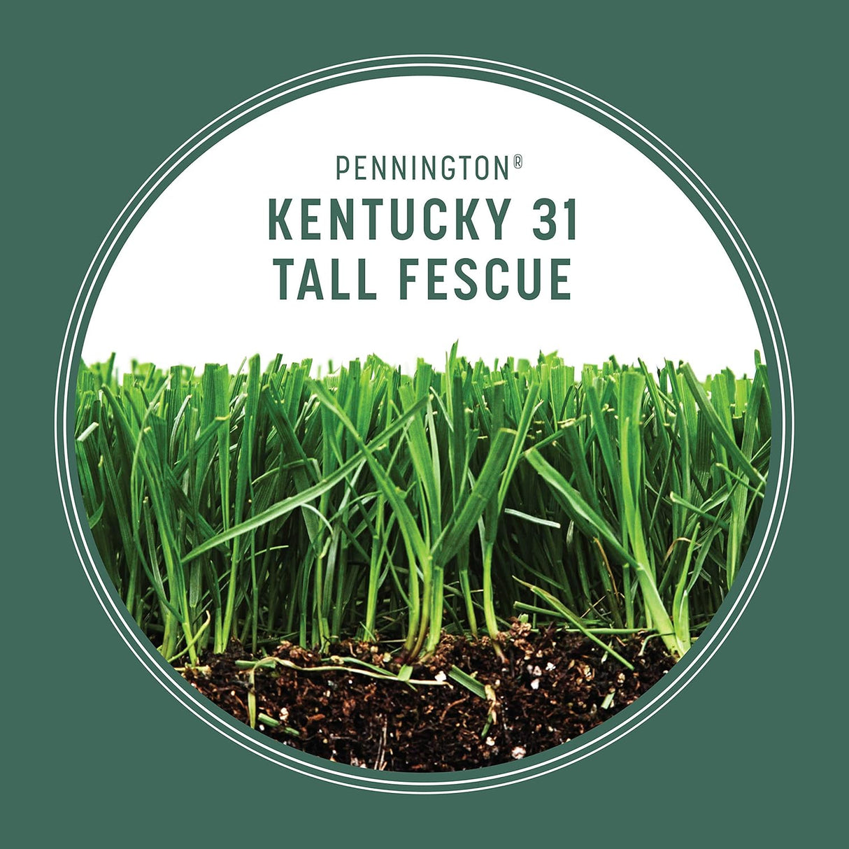 Semilla de Césped Tall Fescue Pennington 31, 20 lb, Resistente