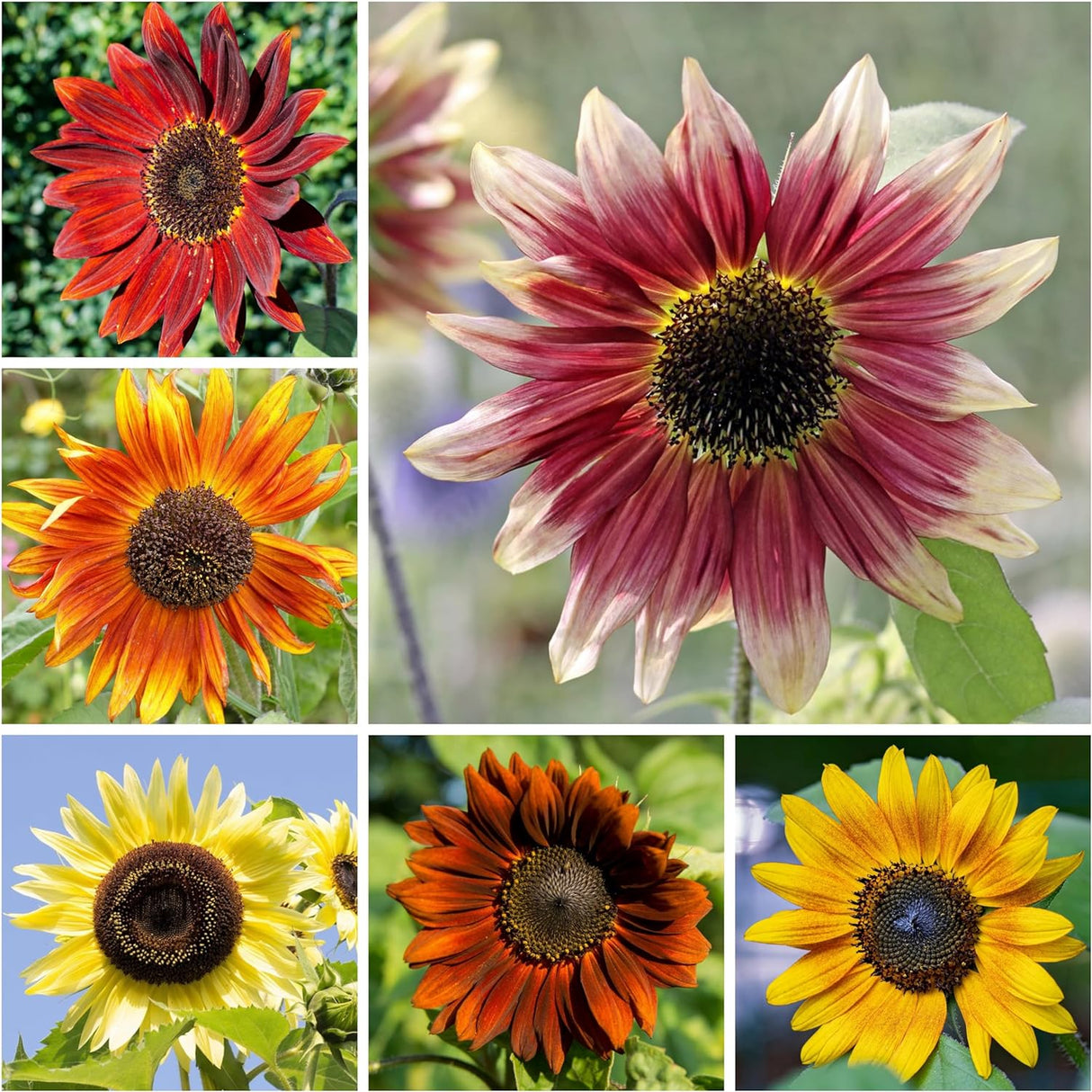 Mezcla Especial de Semillas de Girasol, 15+ Variedades