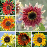 Mezcla Especial de Semillas de Girasol, 15+ Variedades