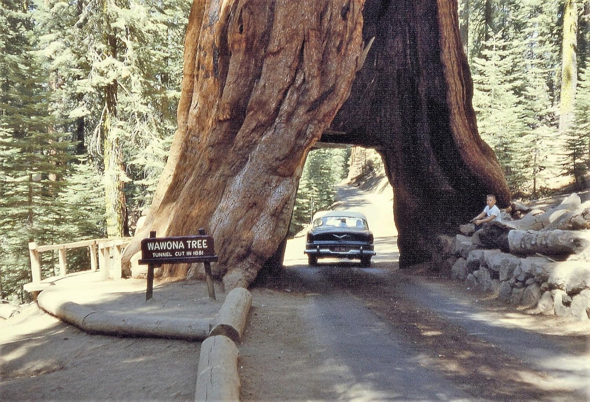 40 Semillas de Secuoya Gigante, Sequoiadendron Giganteum