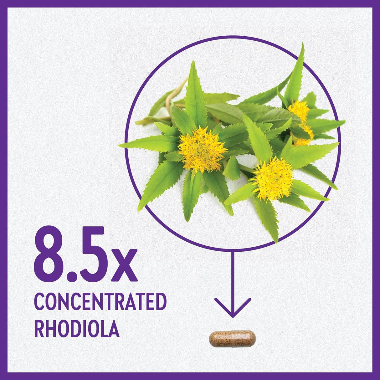 Suplemento Rhodiola Force 300 mg con potente vegana  30 und