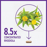 Suplemento Rhodiola Force 300 mg con potente vegana  30 und