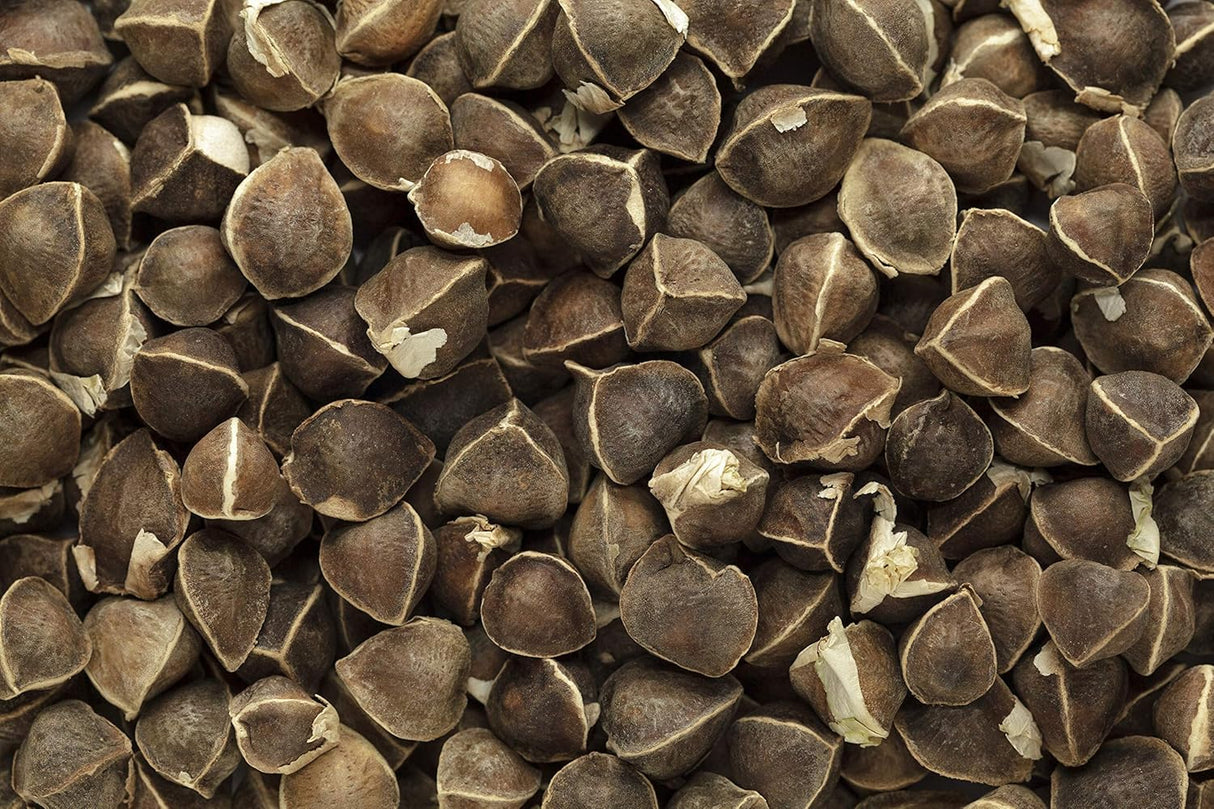 Semillas de Moringa 1 lb. WINGLESS, 100% Natural, PKM1