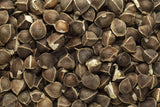 Semillas de Moringa 1 lb. WINGLESS, 100% Natural, PKM1