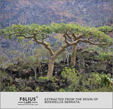 Suplemento Extracto Boswellia Serrata 500mg - Apoyo Articulaciones